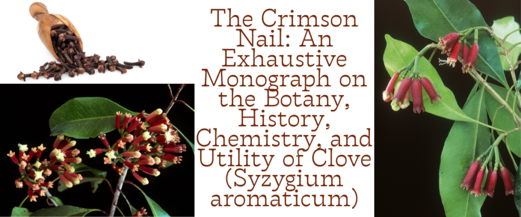 The Crimson Nail: An Exhaustive Monograph on the Botany, History, Chemistry, and Utility of Clove (Syzygium aromaticum)