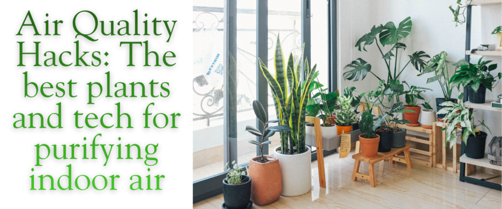 Air Quality Hacks: The best plants and tech for purifying indoor air